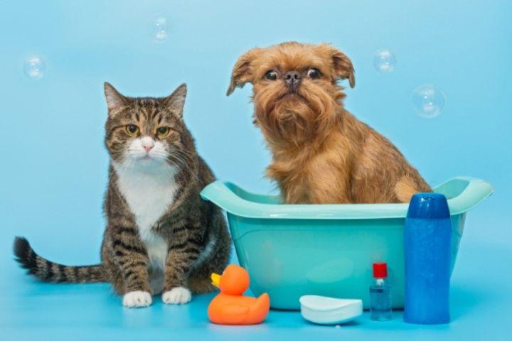 Pets Qatar