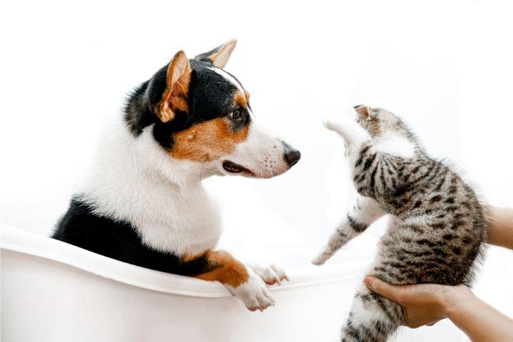 Delmoosh Pet Center