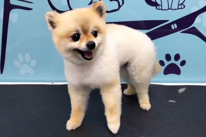 Pawsome Animal Care