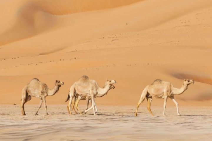 Experience Qatar photo 4