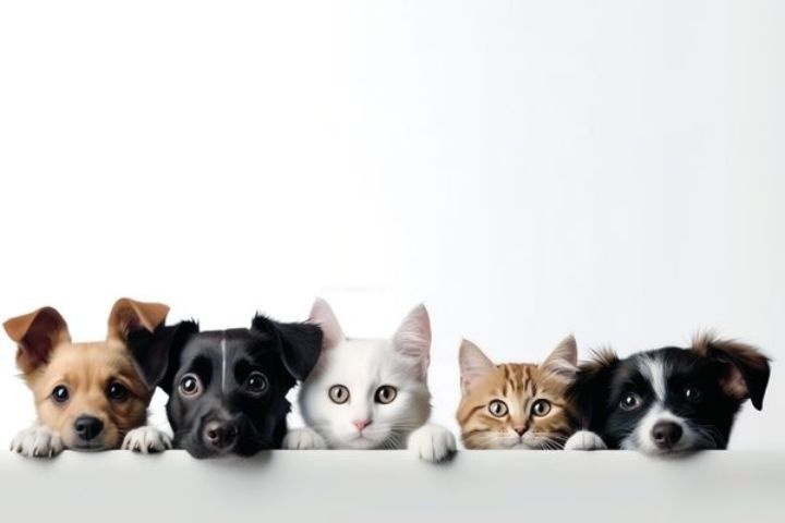 Elite Pet Veterinary Clinic photo 3
