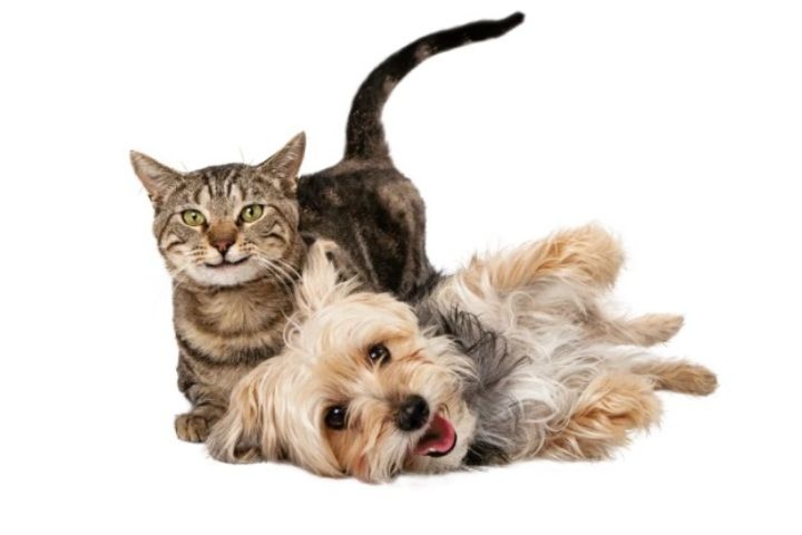 Elite Pet Veterinary Clinic photo 1