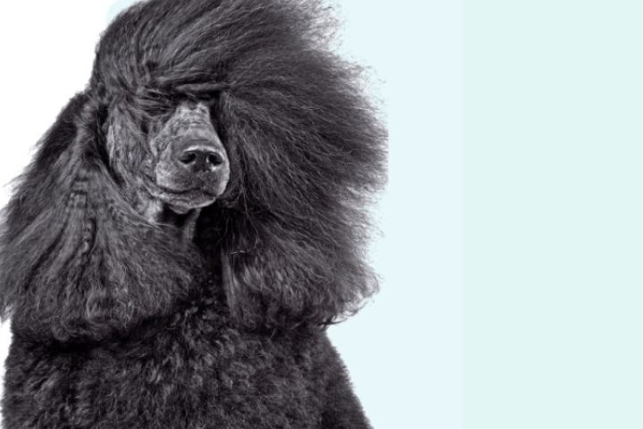 Elite Pet Veterinary Clinic photo 4