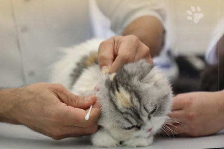 Elite Pet Veterinary Clinic photo 5