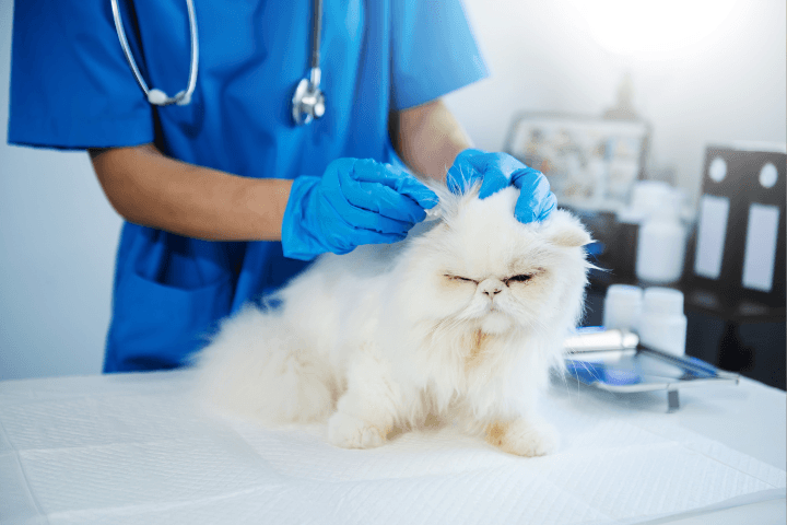 The Veterinary Surgery photo 2
