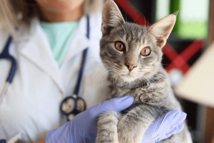 The Veterinary Surgery photo 3