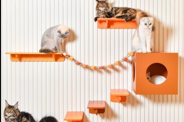 Nine Lives Cat Cafe photo 3
