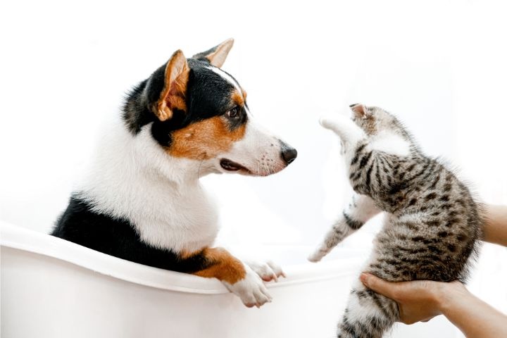 Delmoosh Pet Center photo 1