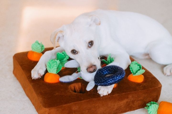 Delmoosh Pet Center photo 3