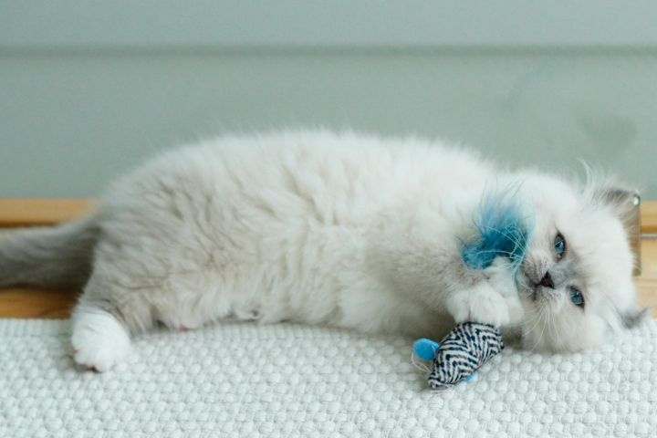 Delmoosh Pet Center photo 4