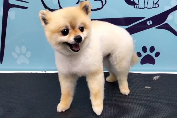 Pawsome Animal Care photo 1
