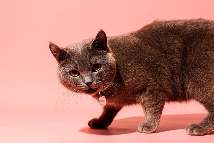 Fat Cat Cafe photo 4