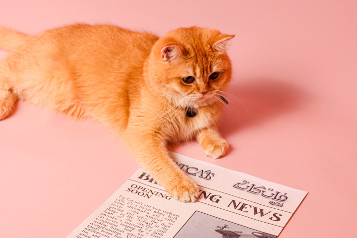 Fat Cat Cafe photo 5