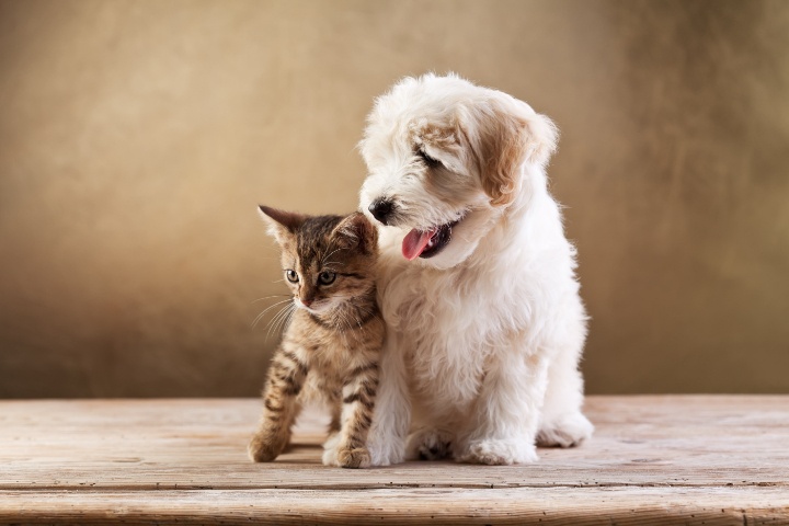The Furrr Camp photo 2