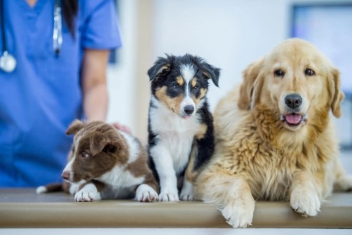 Al Aseel Veterinary Clinic photo 1