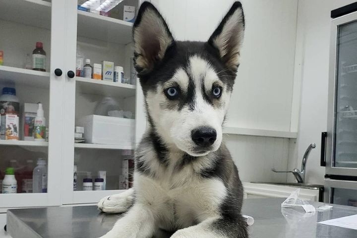 Al Aseel Veterinary Clinic photo 2
