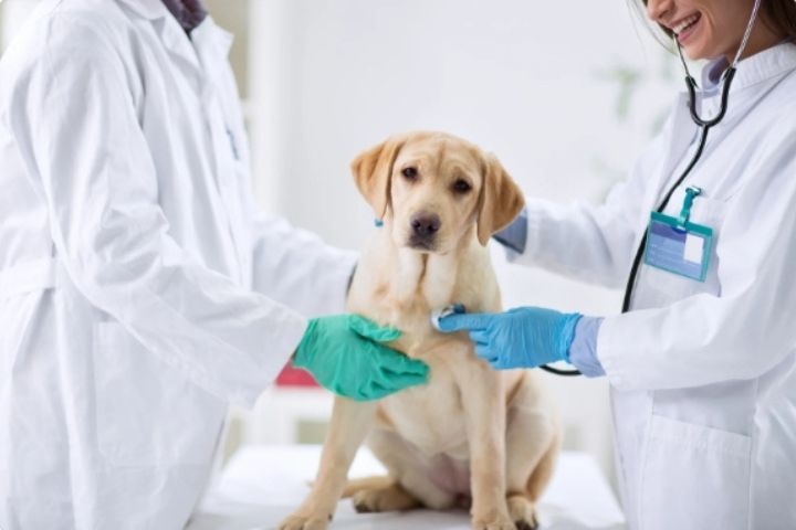 Al Aseel Veterinary Clinic photo 4
