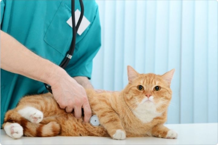 Al Aseel Veterinary Clinic photo 5
