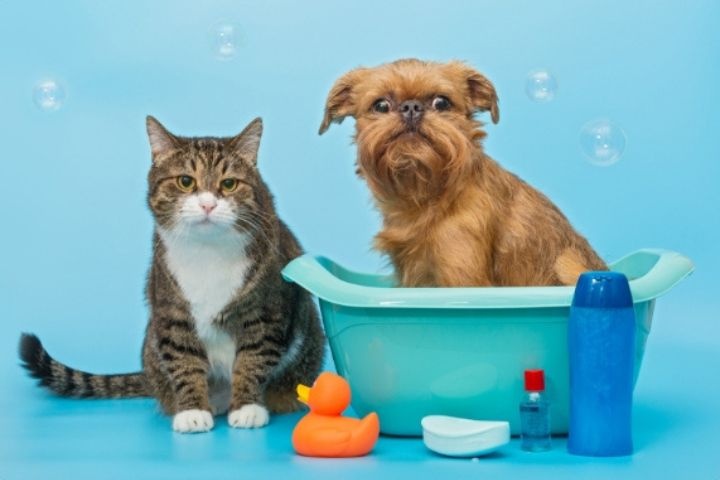 Pets Qatar photo 1