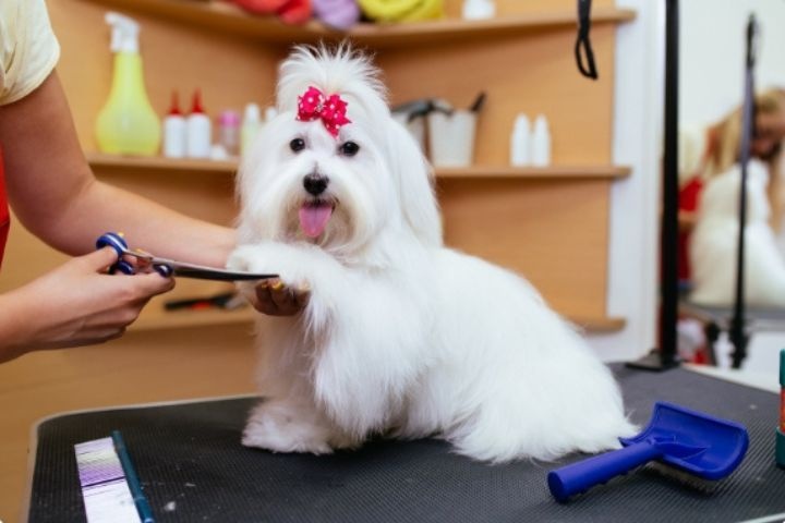 Pets Qatar photo 2