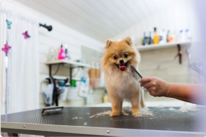 Pets Qatar photo 4