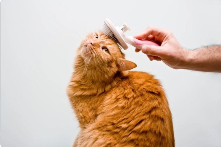 Pets Qatar photo 5