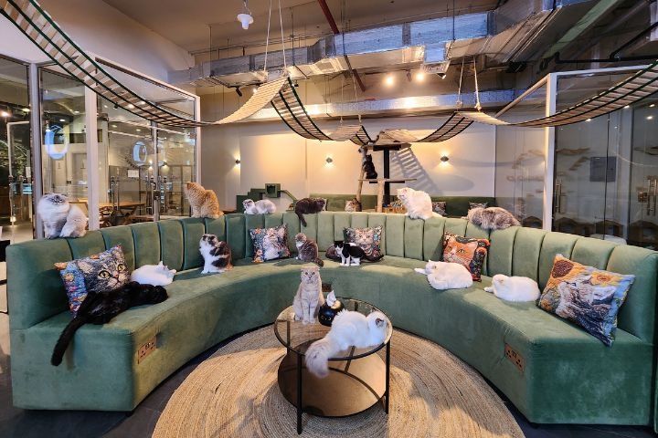 Kitty Cafe photo 5