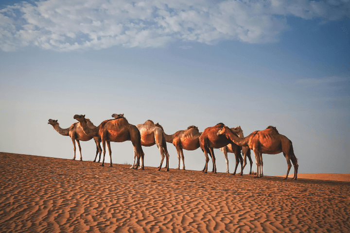 Arabian Desert Tourism photo 1